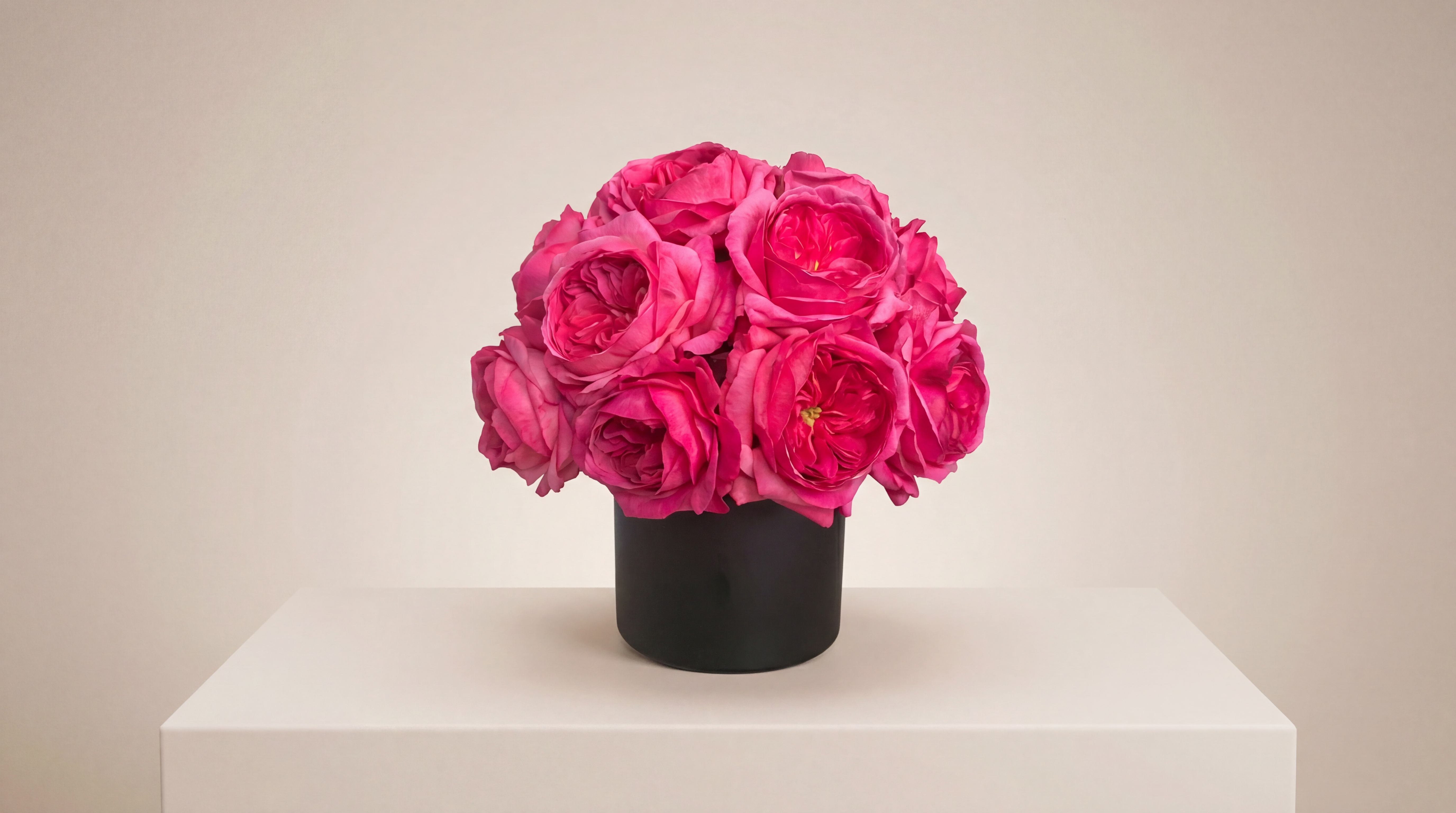 David Austin English Roses