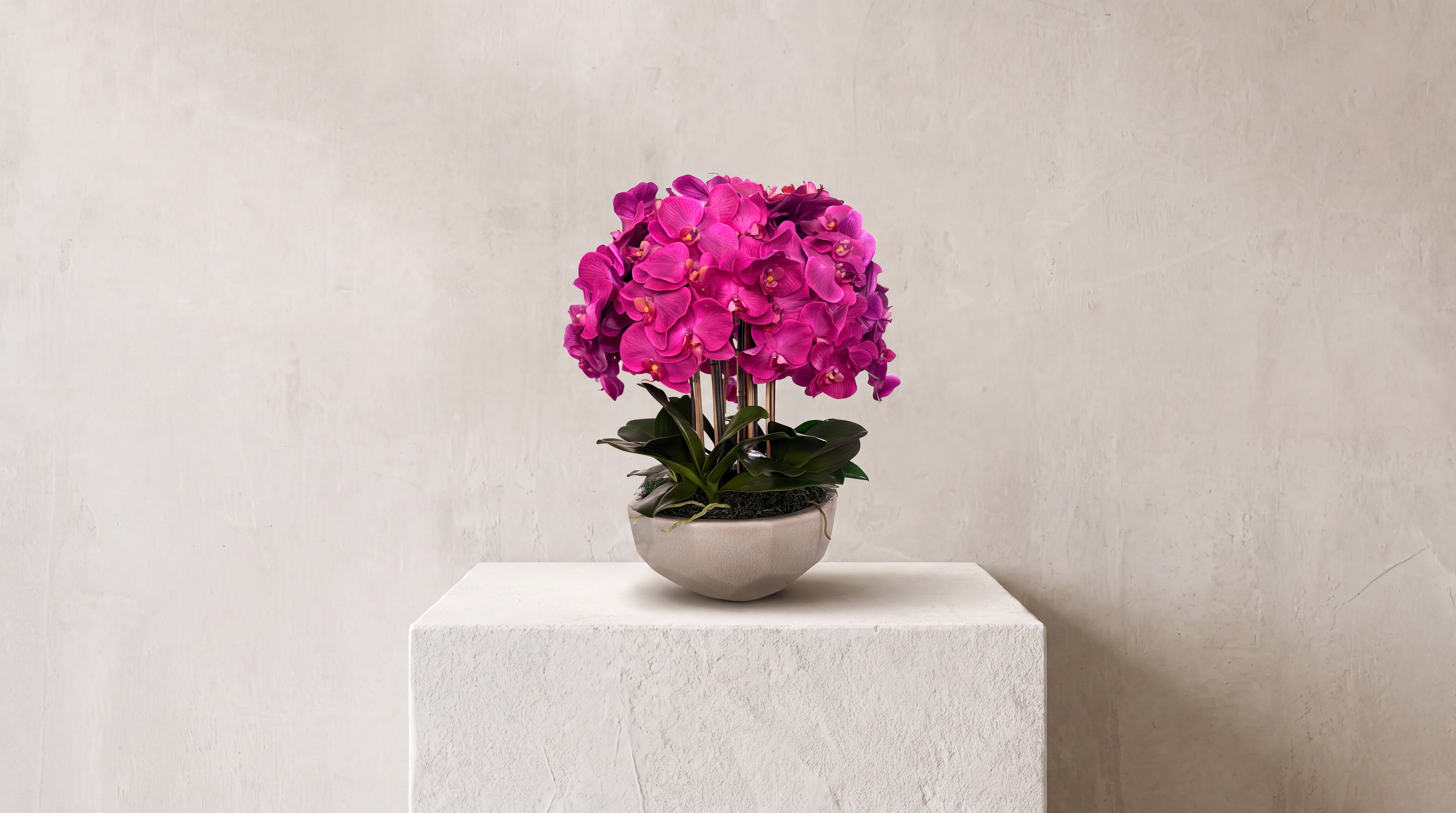Magenta Orchid in Anthesis