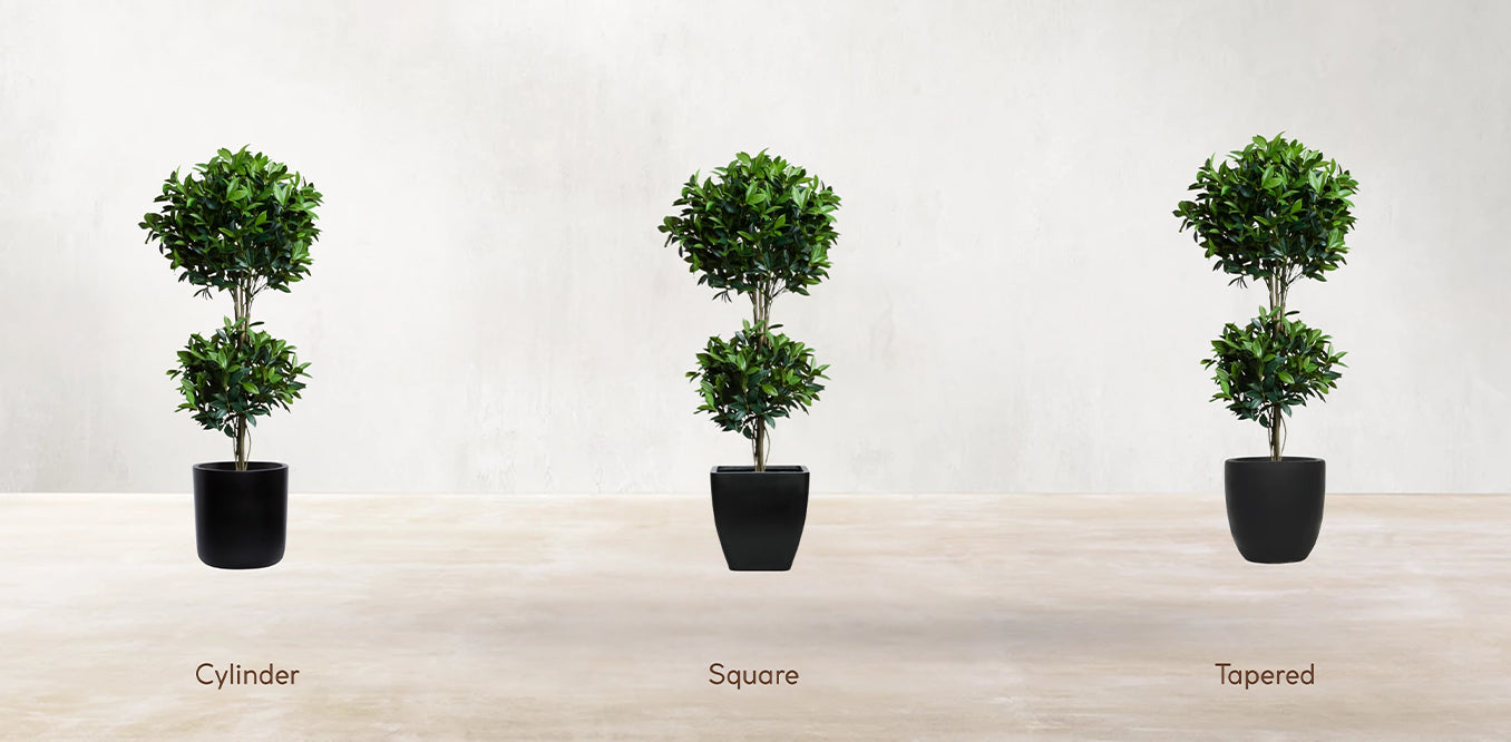 Double Tier Bay Leaf Tree
