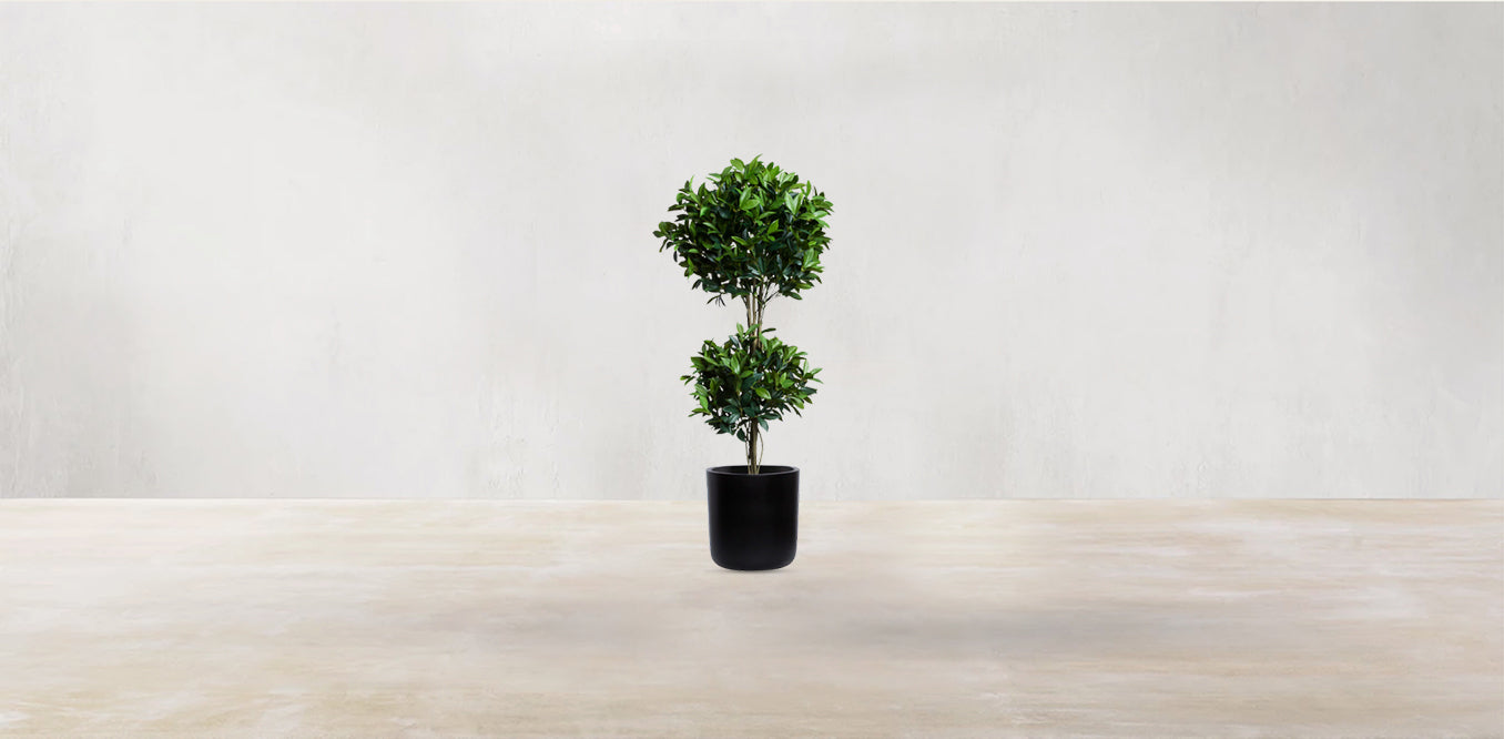 Double Tier Bay Leaf Tree
