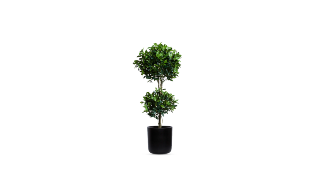 Double Tier Bay Leaf Tree