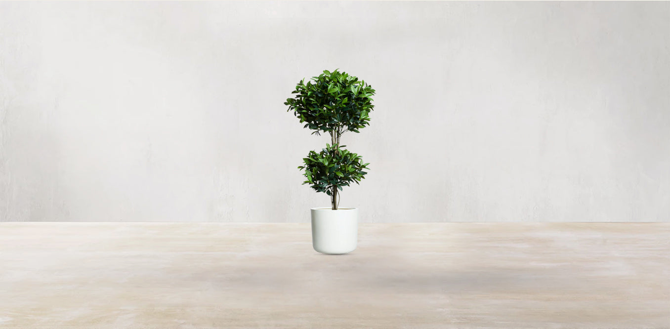 Double Tier Bay Leaf Tree