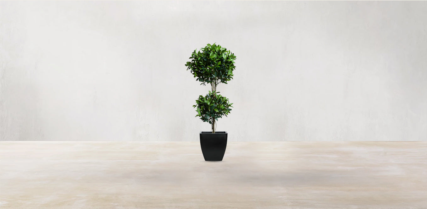Double Tier Bay Leaf Tree