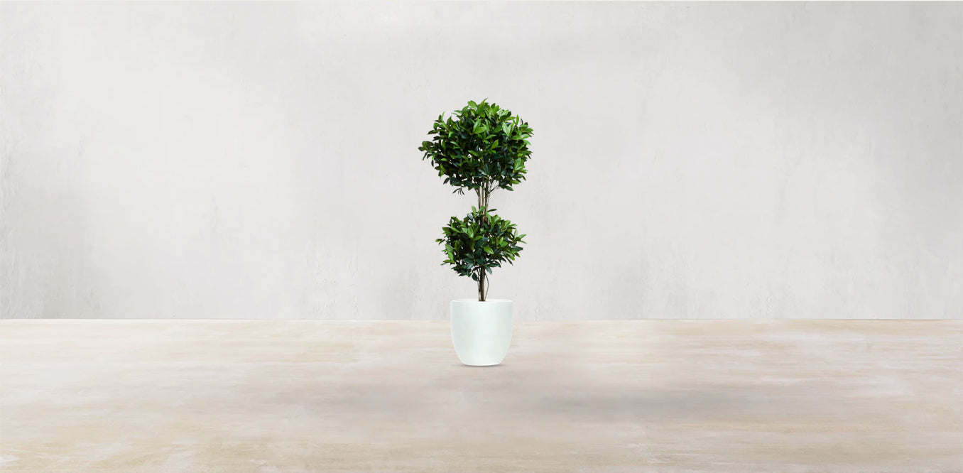 Double Tier Bay Leaf Tree