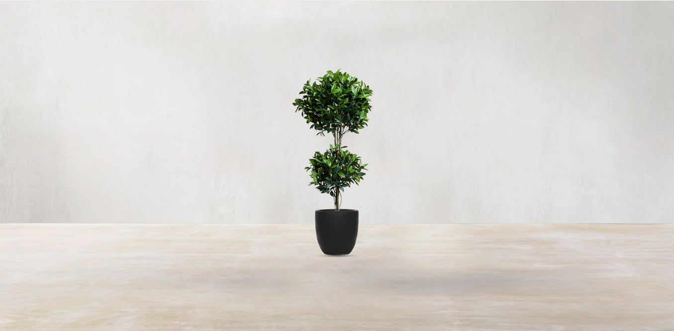 Double Tier Bay Leaf Tree