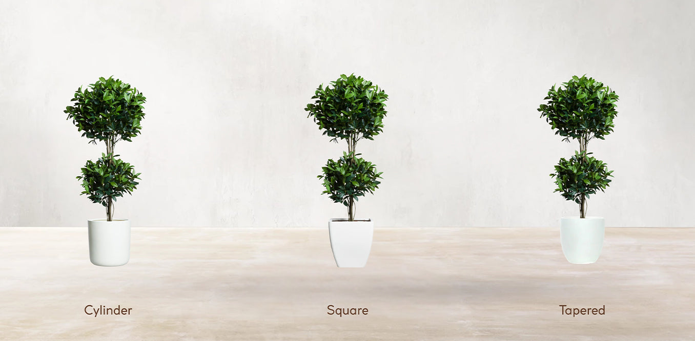 Double Tier Bay Leaf Tree