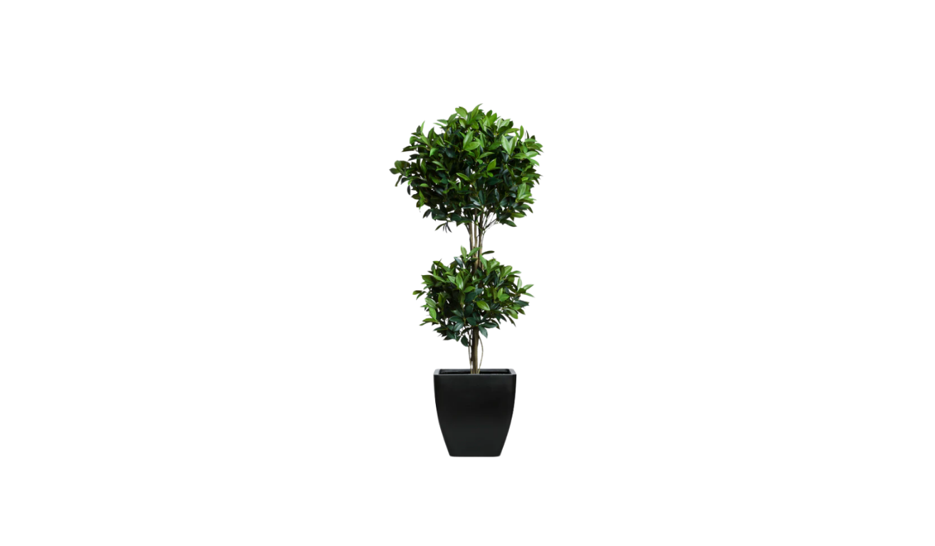 Double Tier Bay Leaf Tree