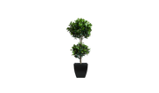 Double Tier Bay Leaf Tree
