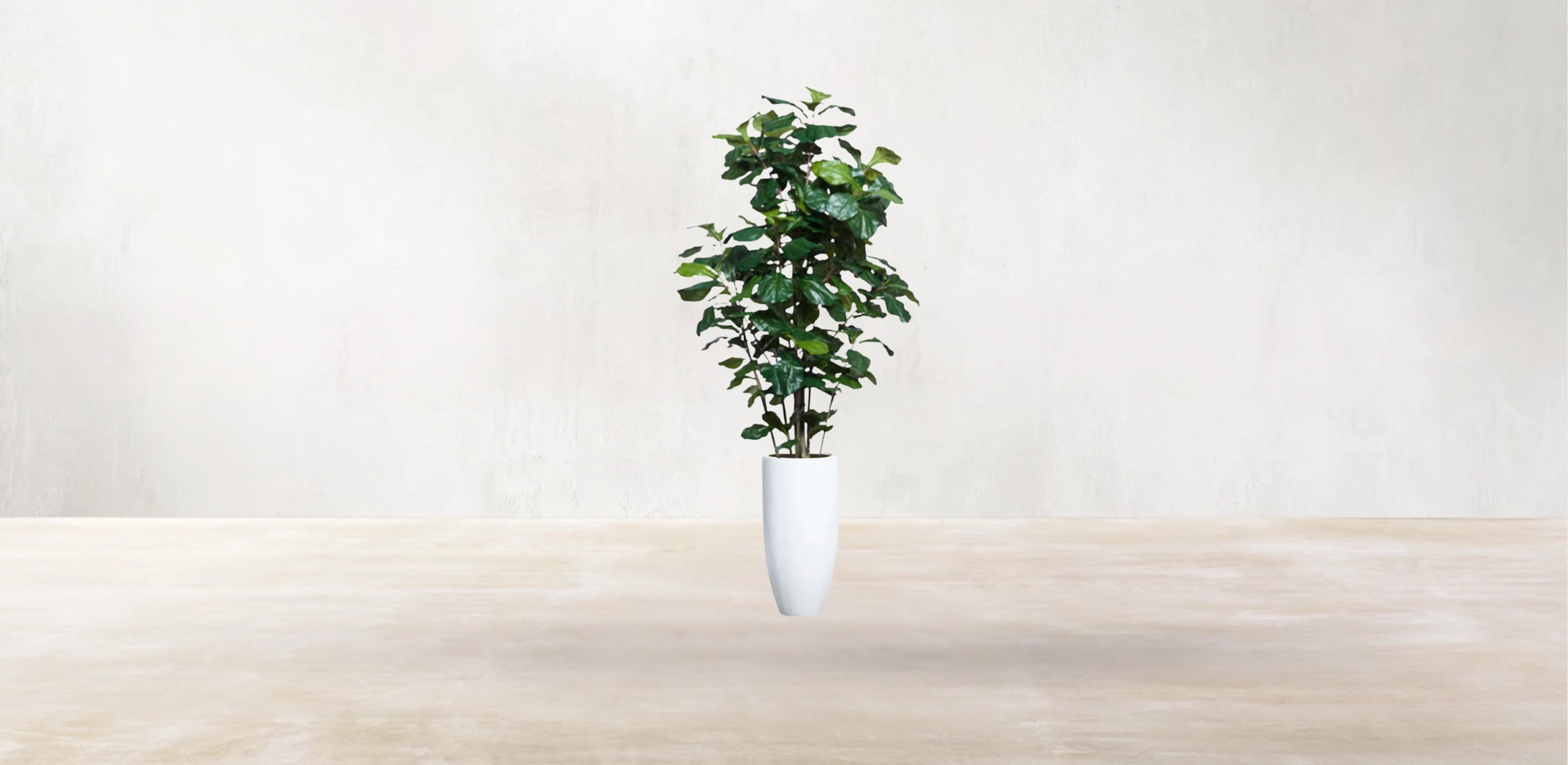 West African Fiddle Fig Tree