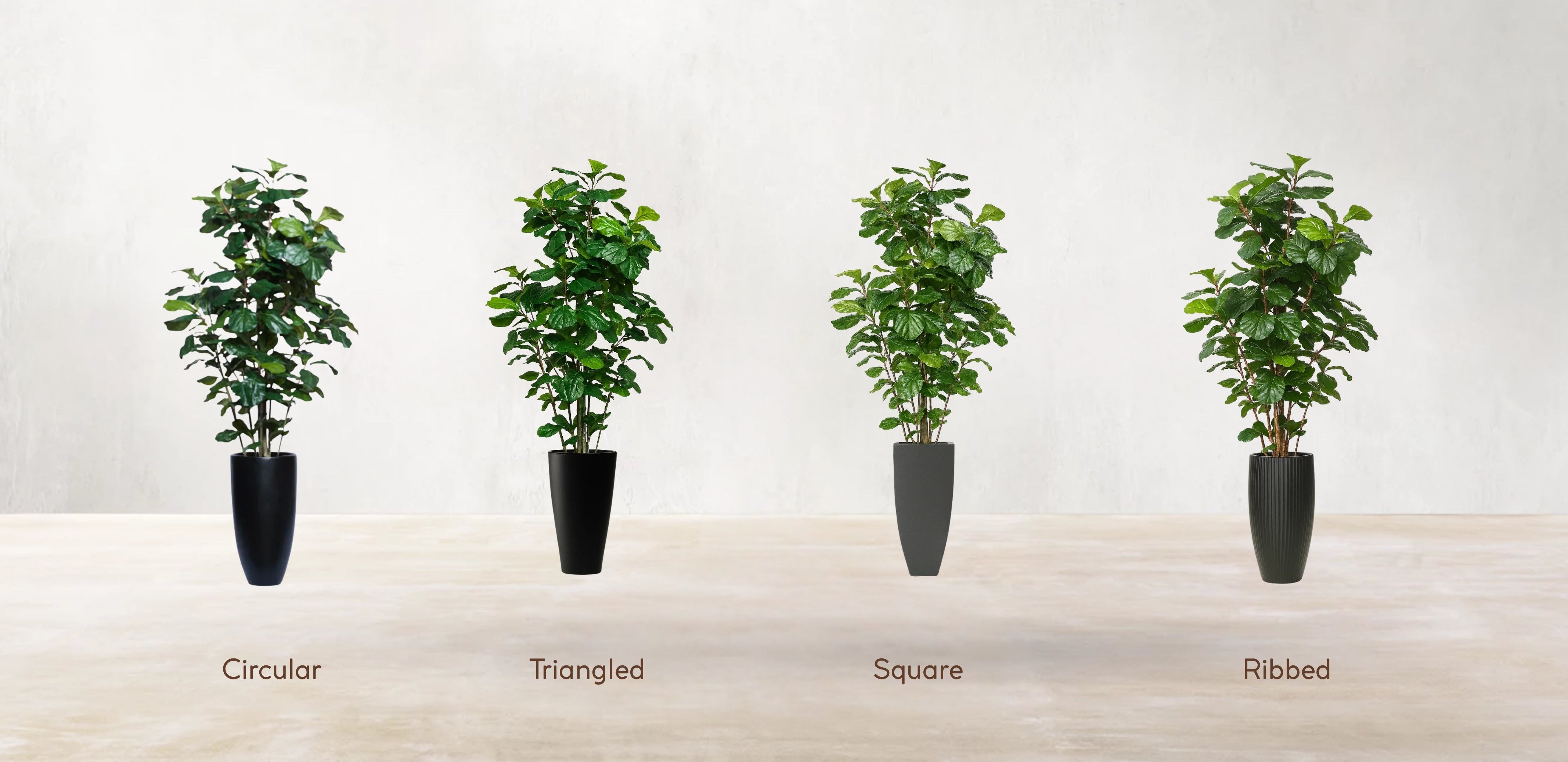 West African Fiddle Fig Tree