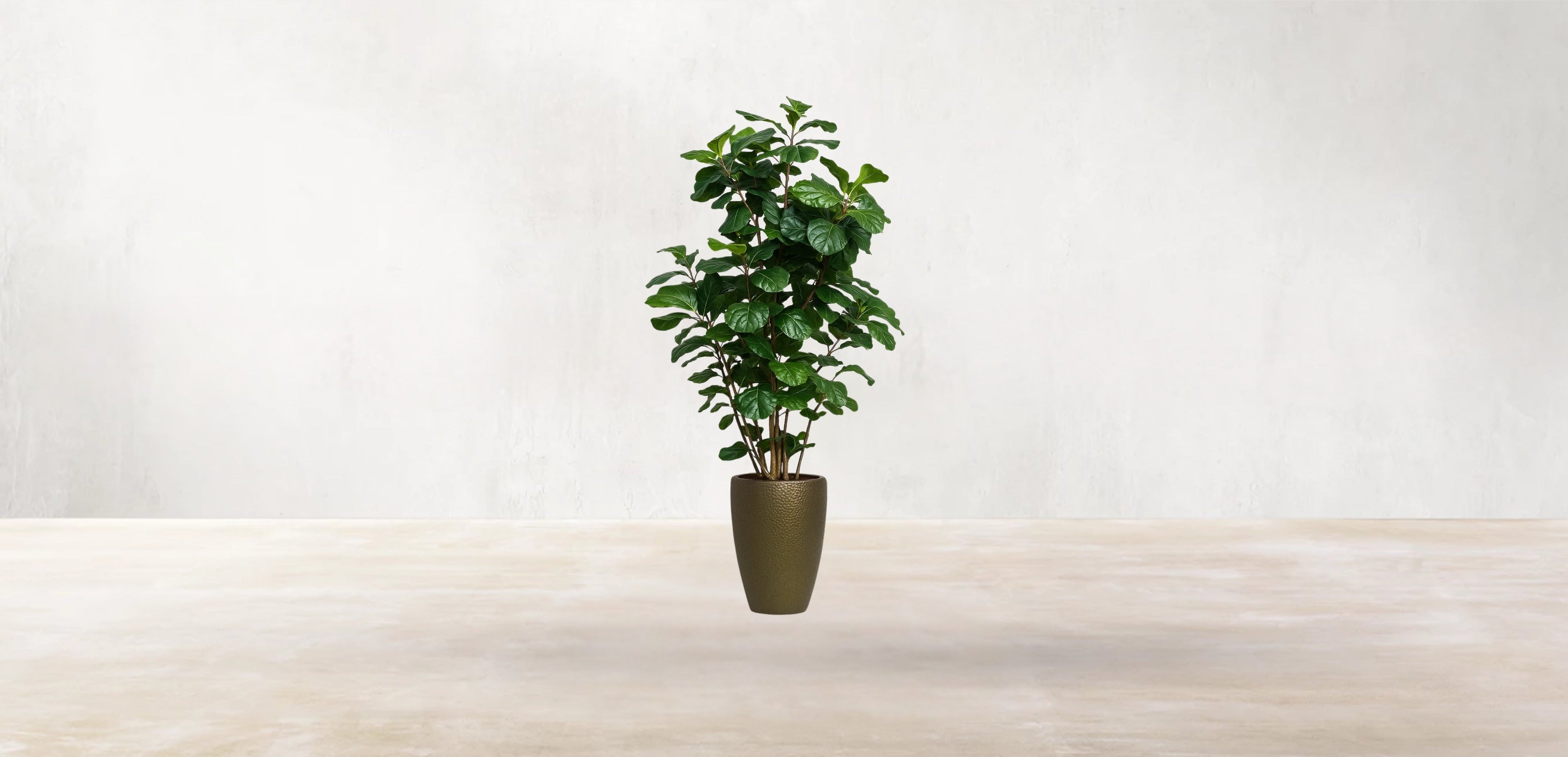 West African Fiddle Fig Tree