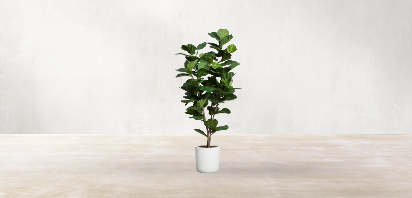 West African Fiddle Fig Tree
