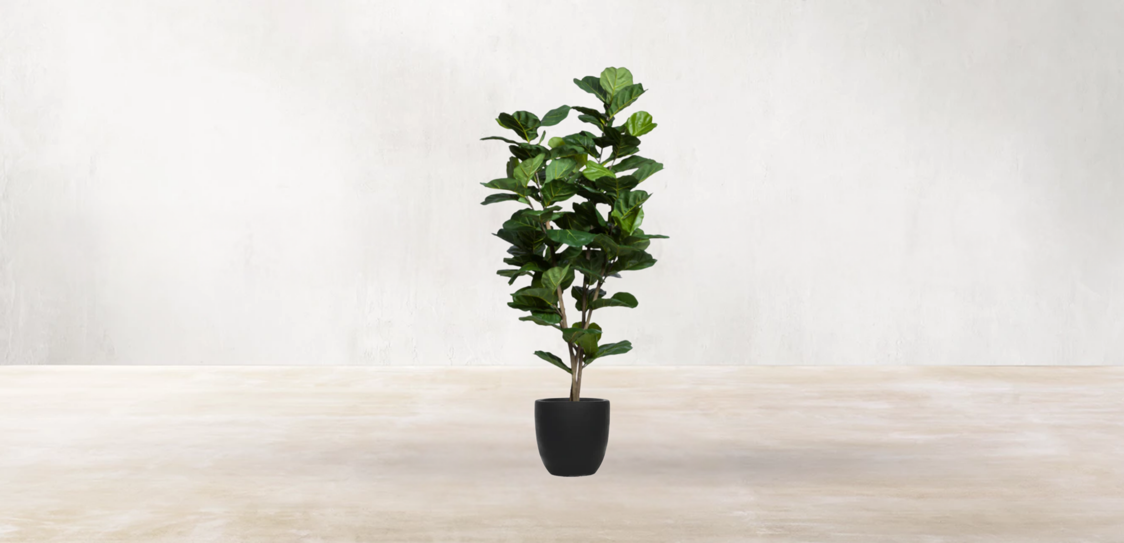 West African Fiddle Fig Tree
