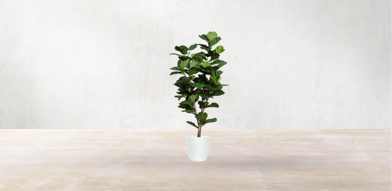 West African Fiddle Fig Tree
