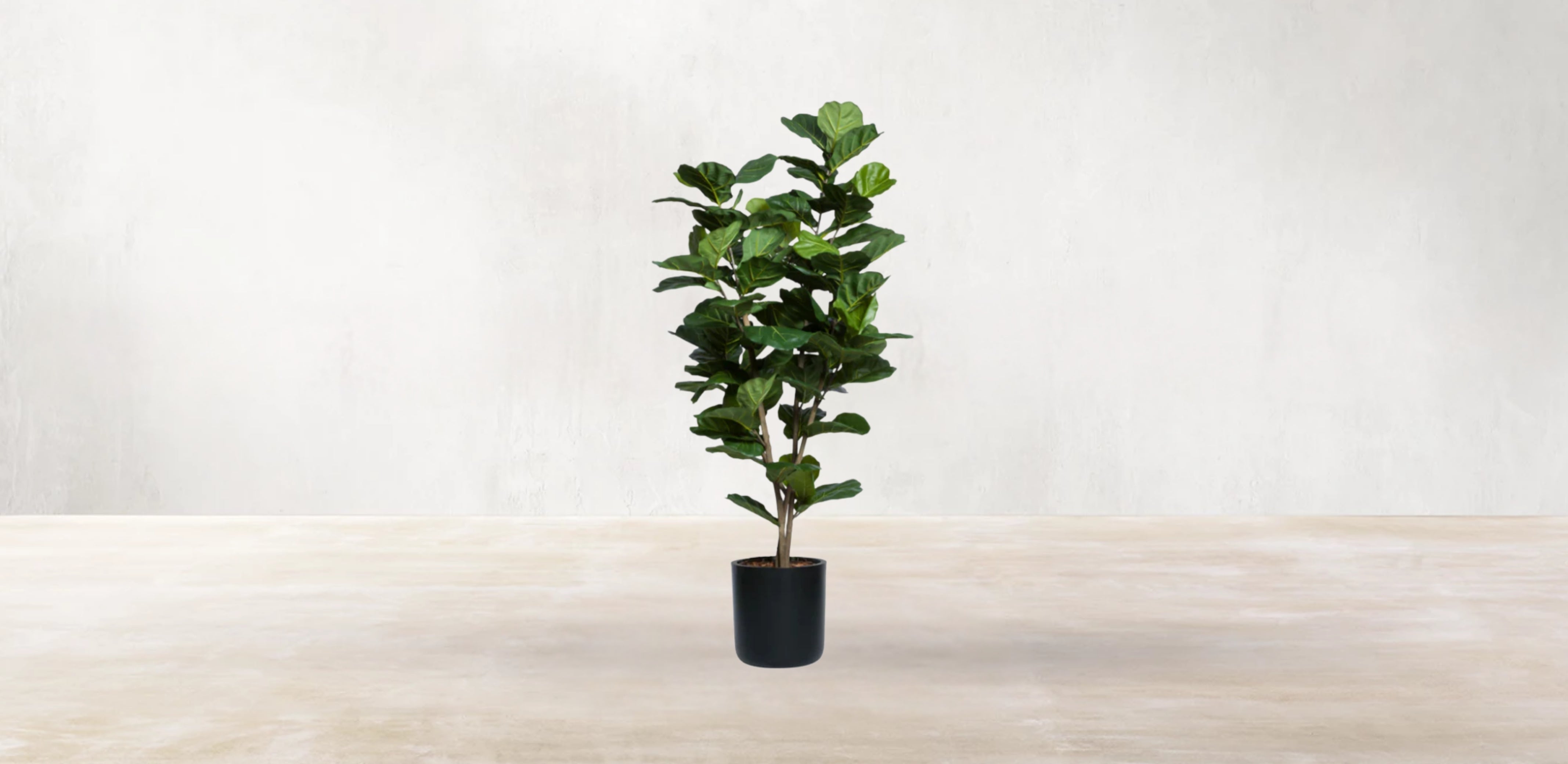 West African Fiddle Fig Tree