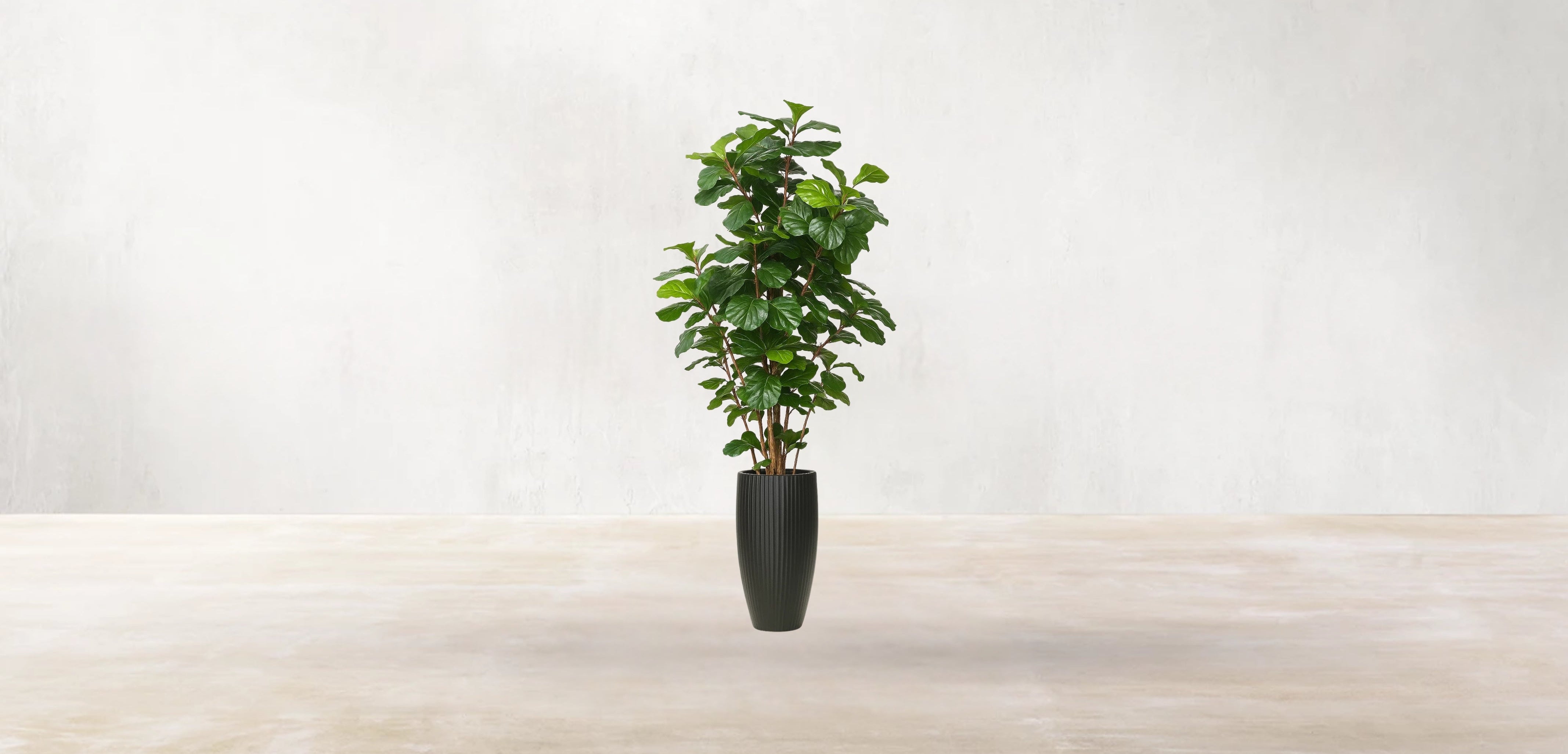 West African Fiddle Fig Tree