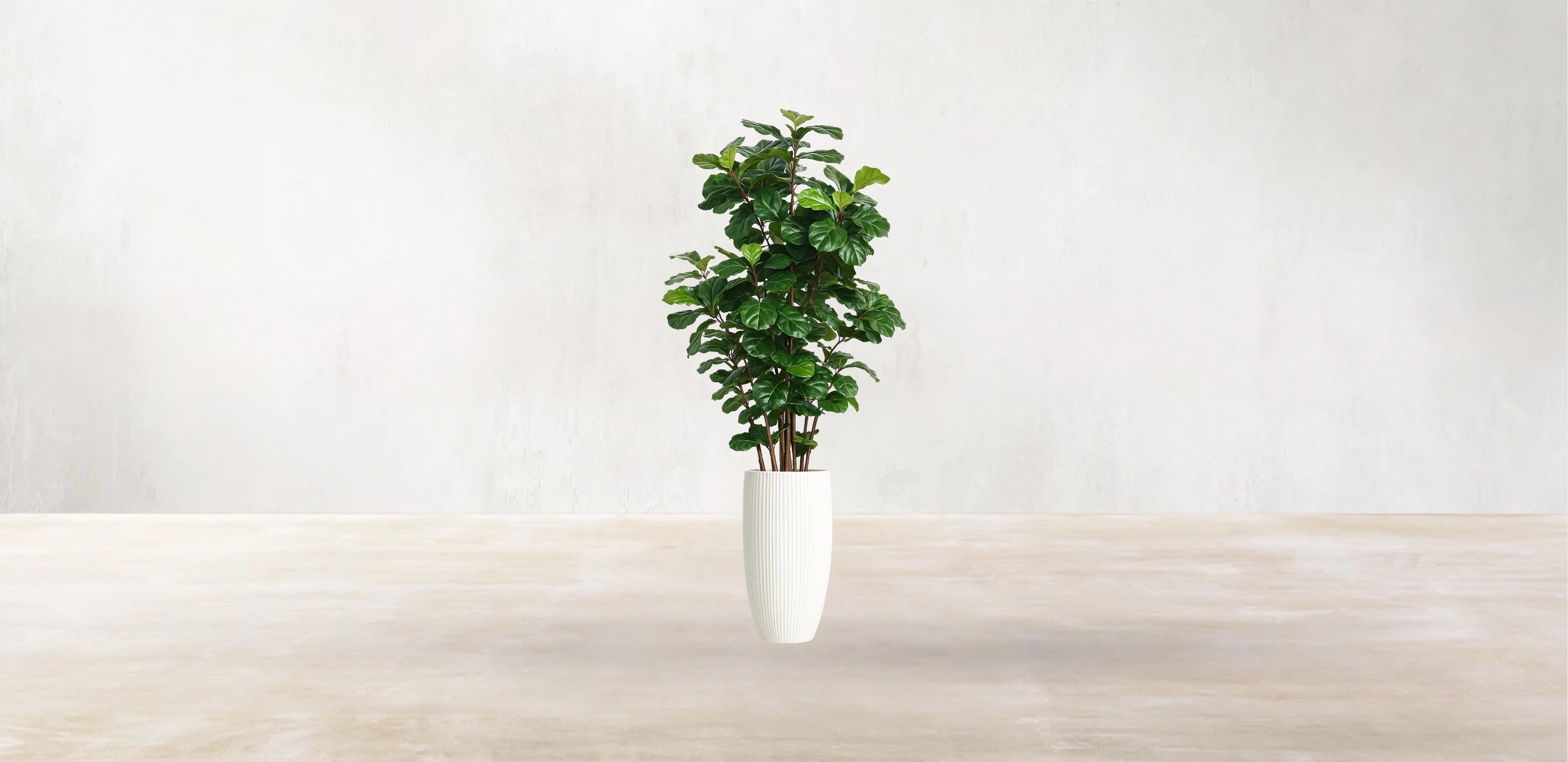 West African Fiddle Fig Tree