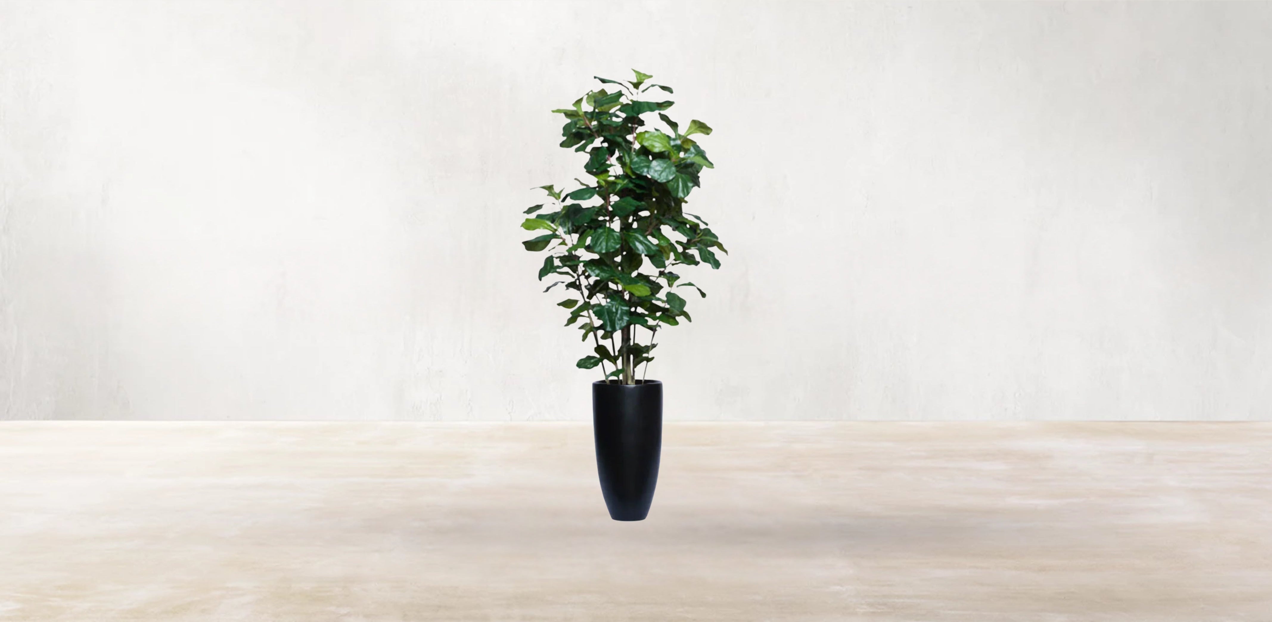 West African Fiddle Fig Tree