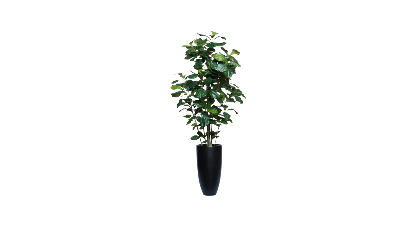 West African Fiddle Fig Tree