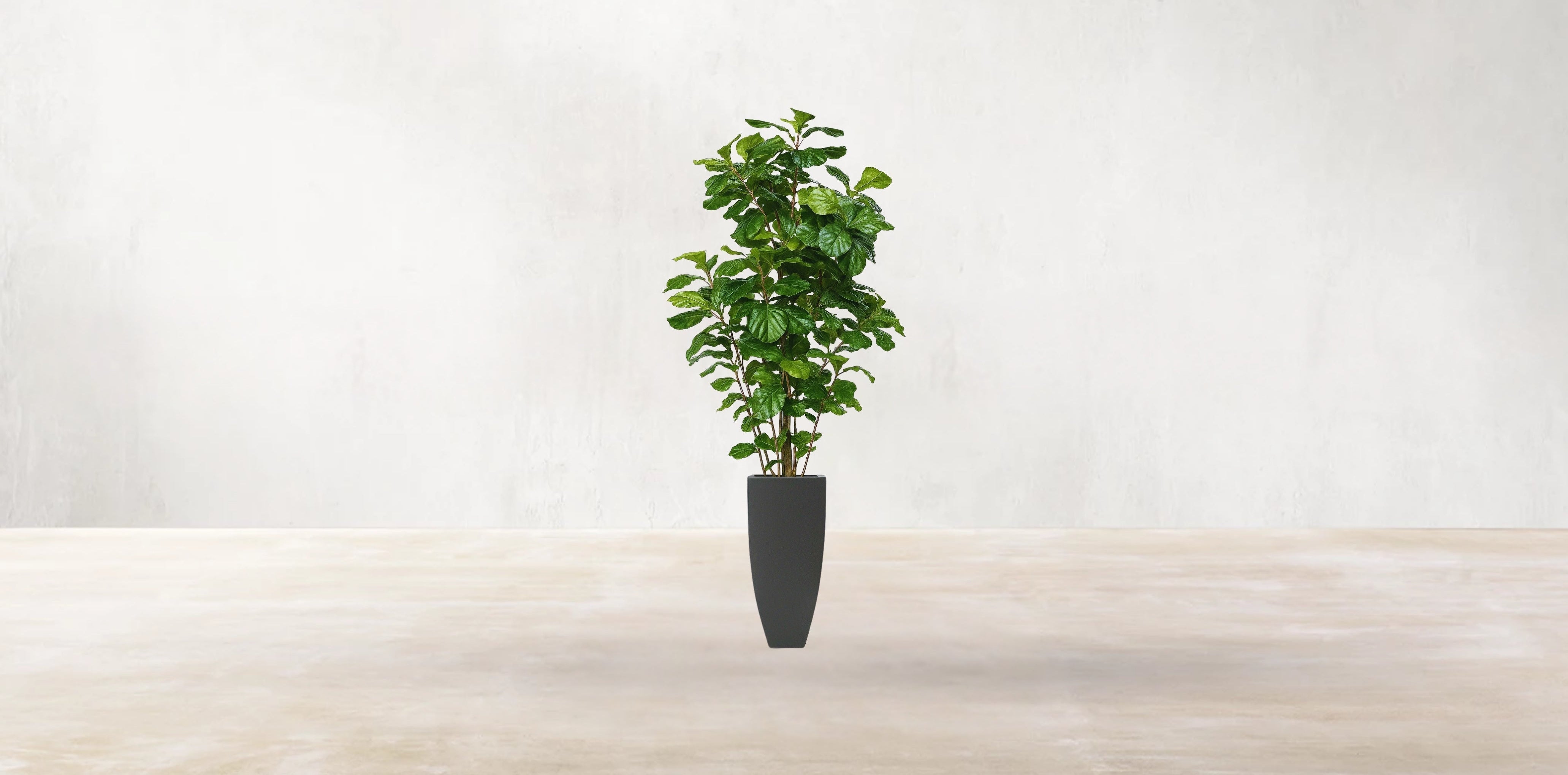 West African Fiddle Fig Tree