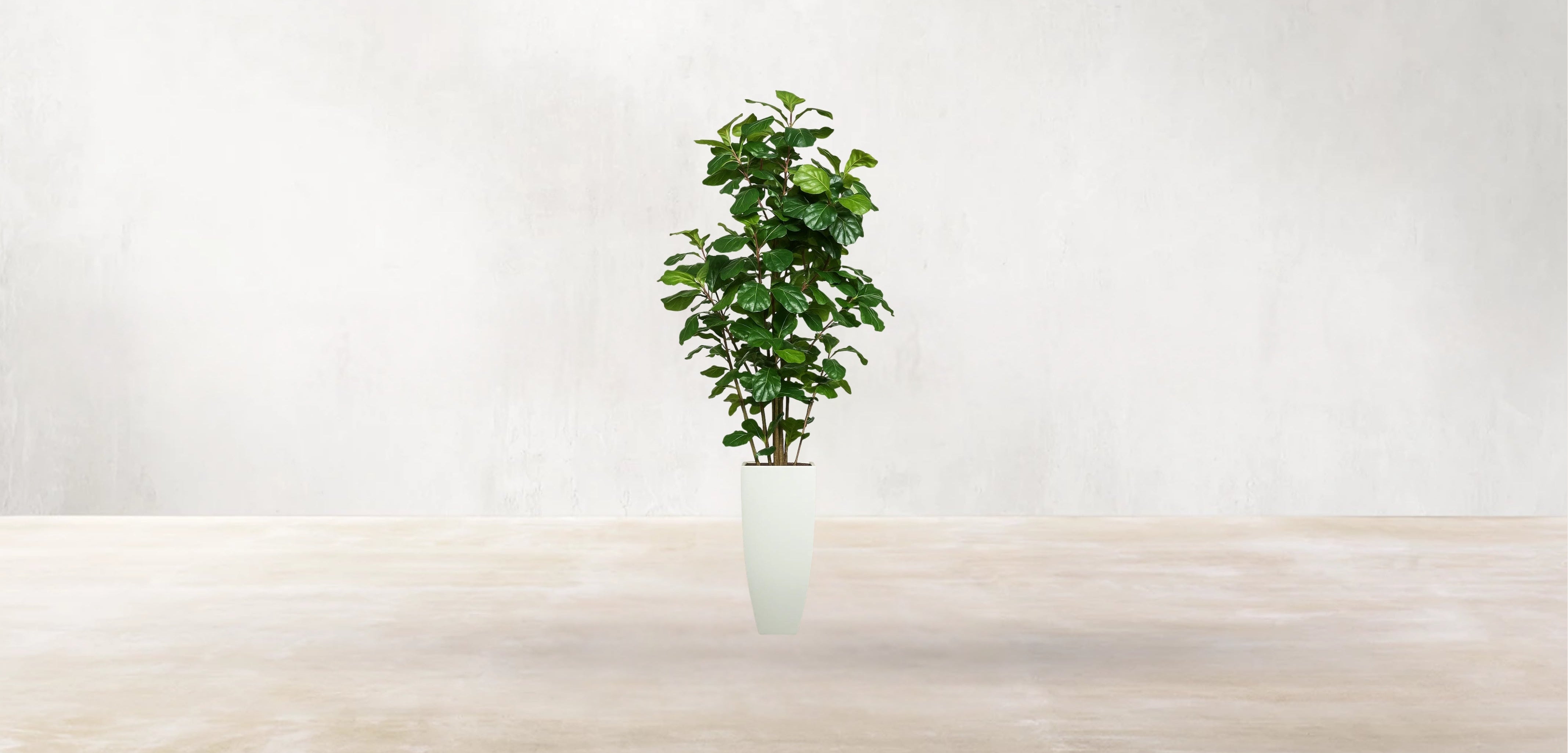 West African Fiddle Fig Tree