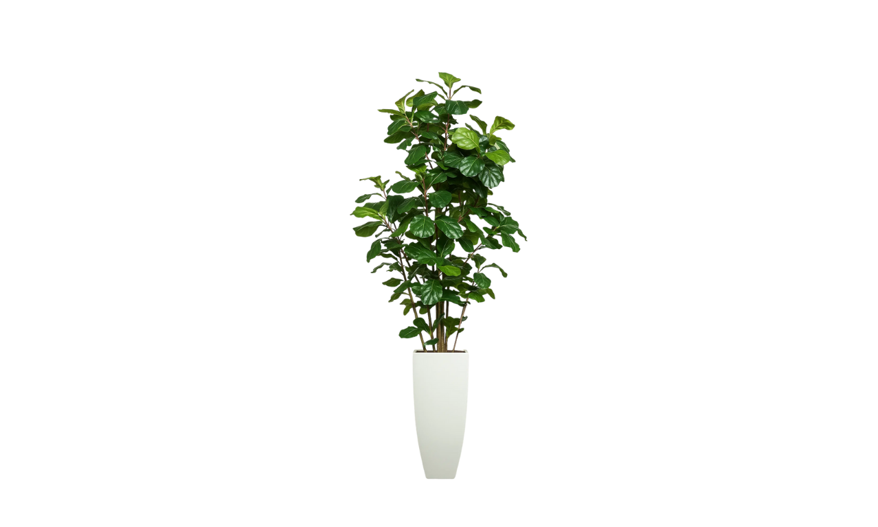 West African Fiddle Fig Tree
