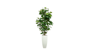 West African Fiddle Fig Tree