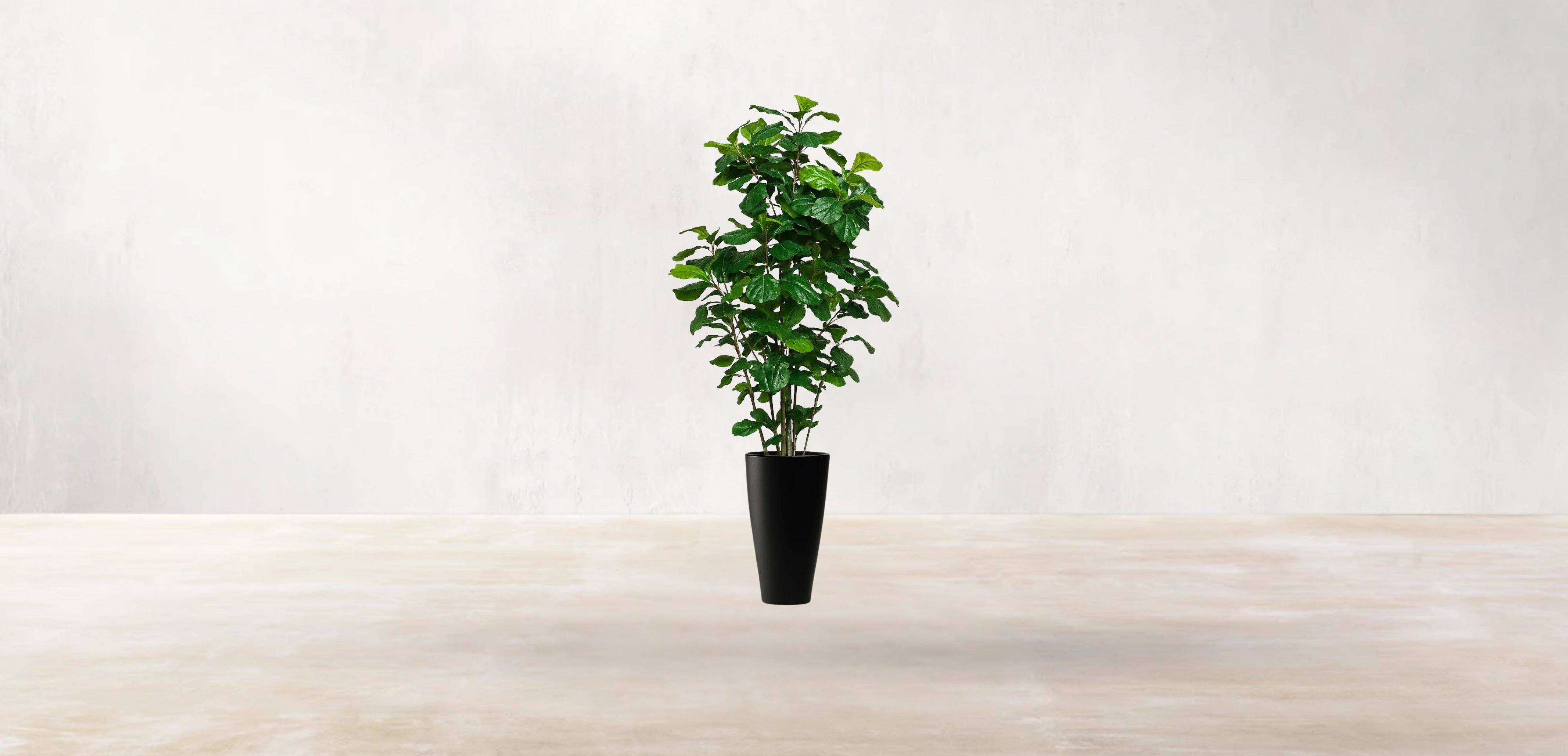 West African Fiddle Fig Tree
