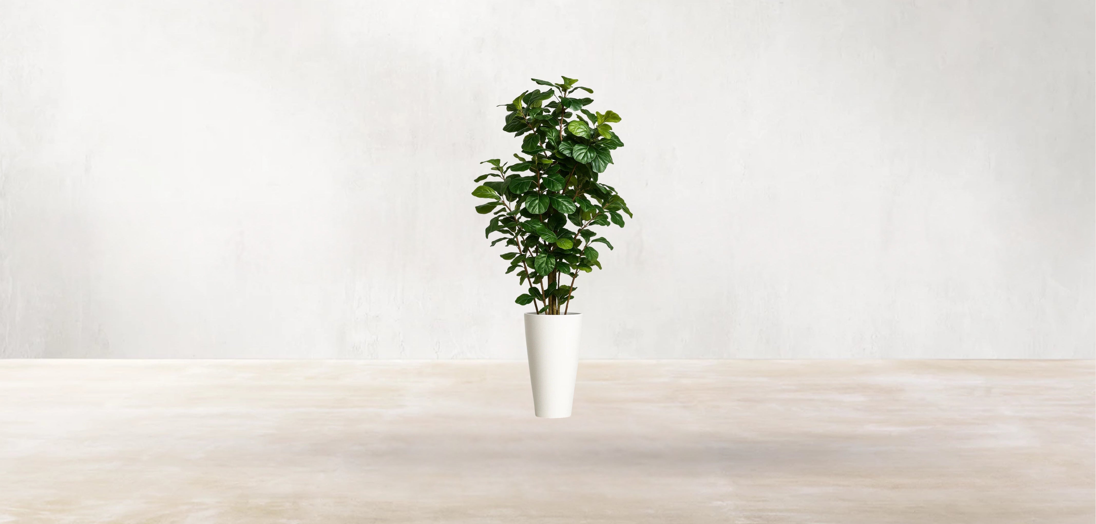 West African Fiddle Fig Tree