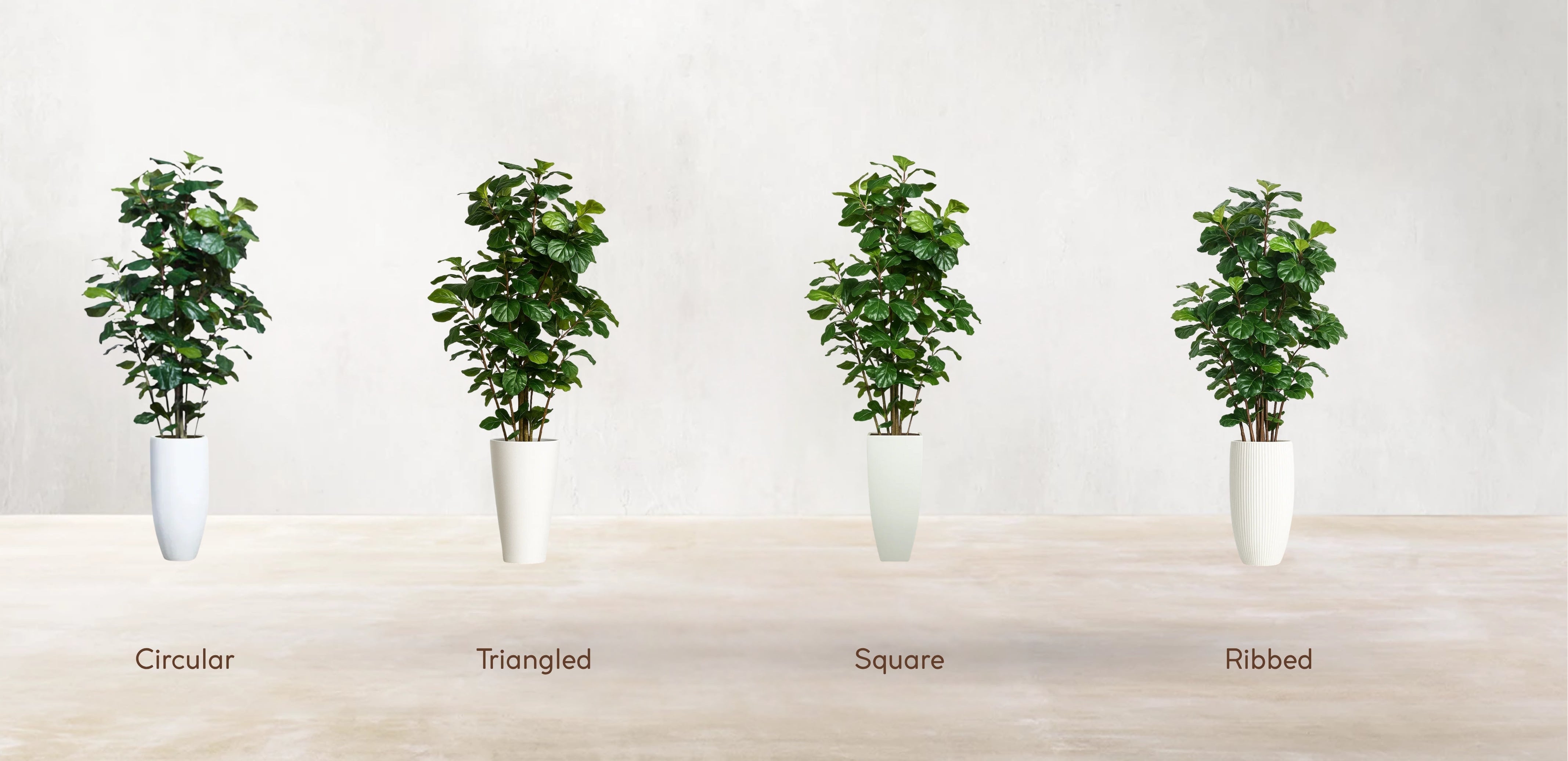West African Fiddle Fig Tree
