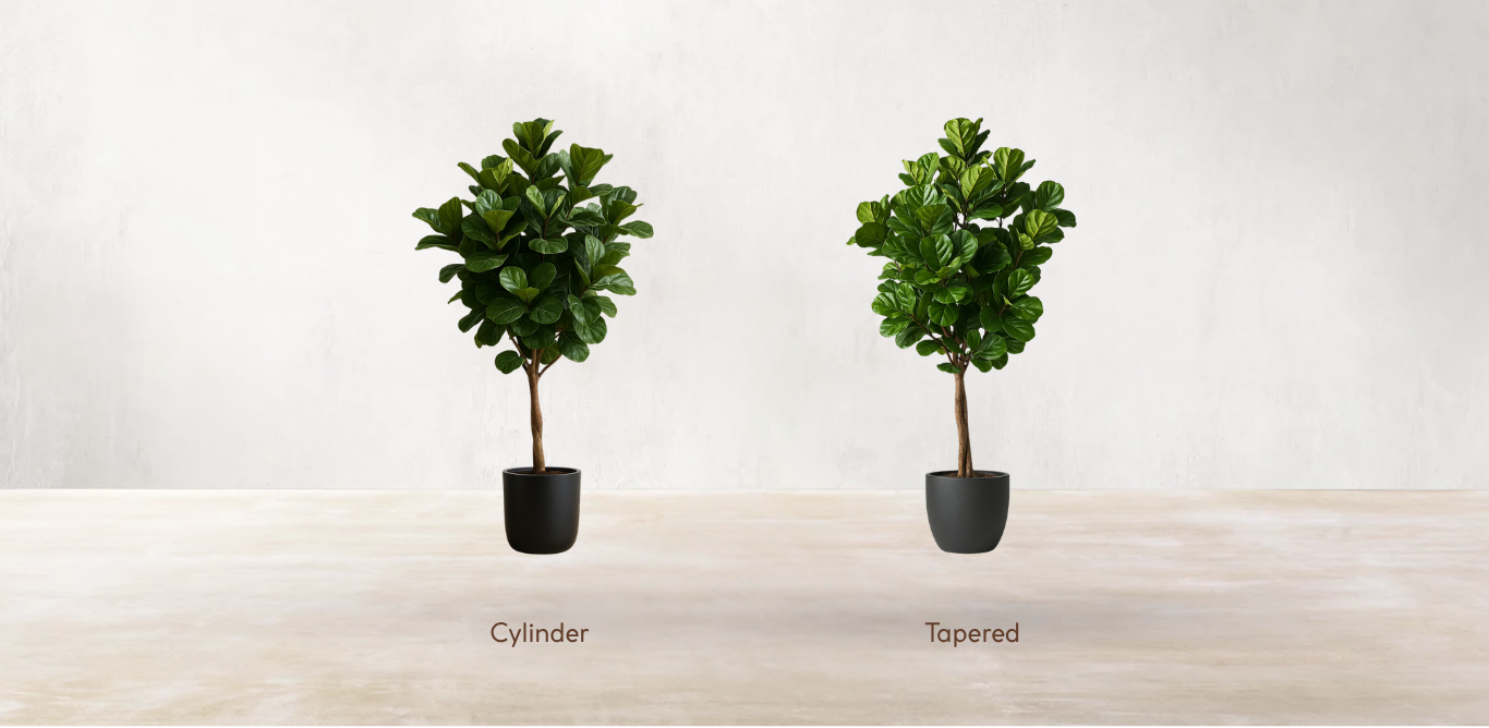 West African Fiddle Fig Tree