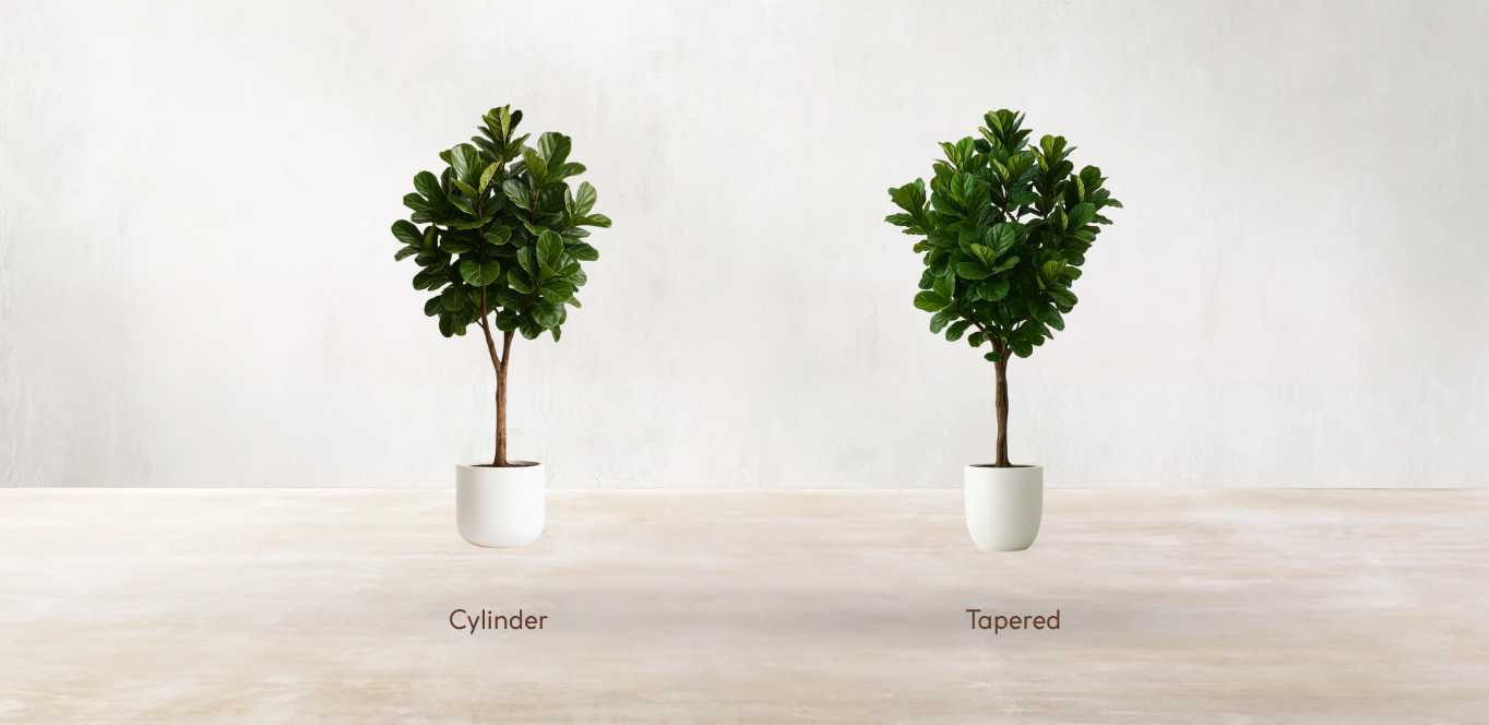 West African Fiddle Fig Tree
