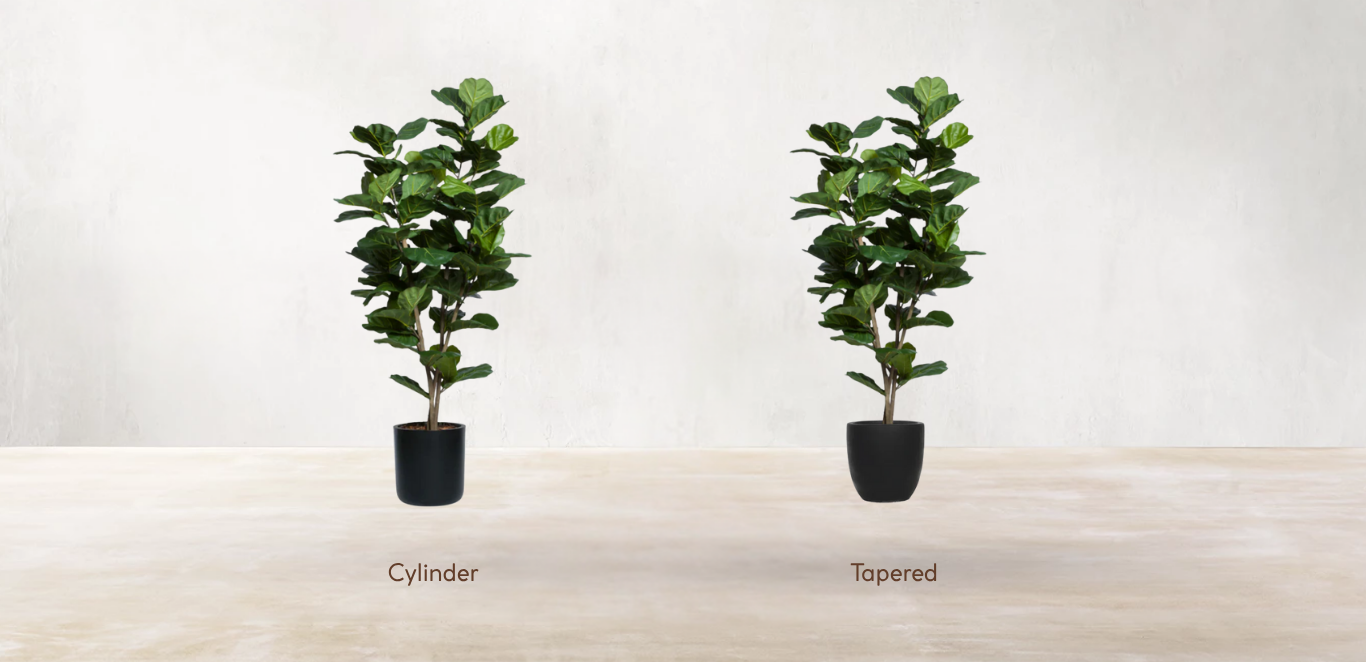 West African Fiddle Fig Tree