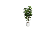 West African Fiddle Fig Tree