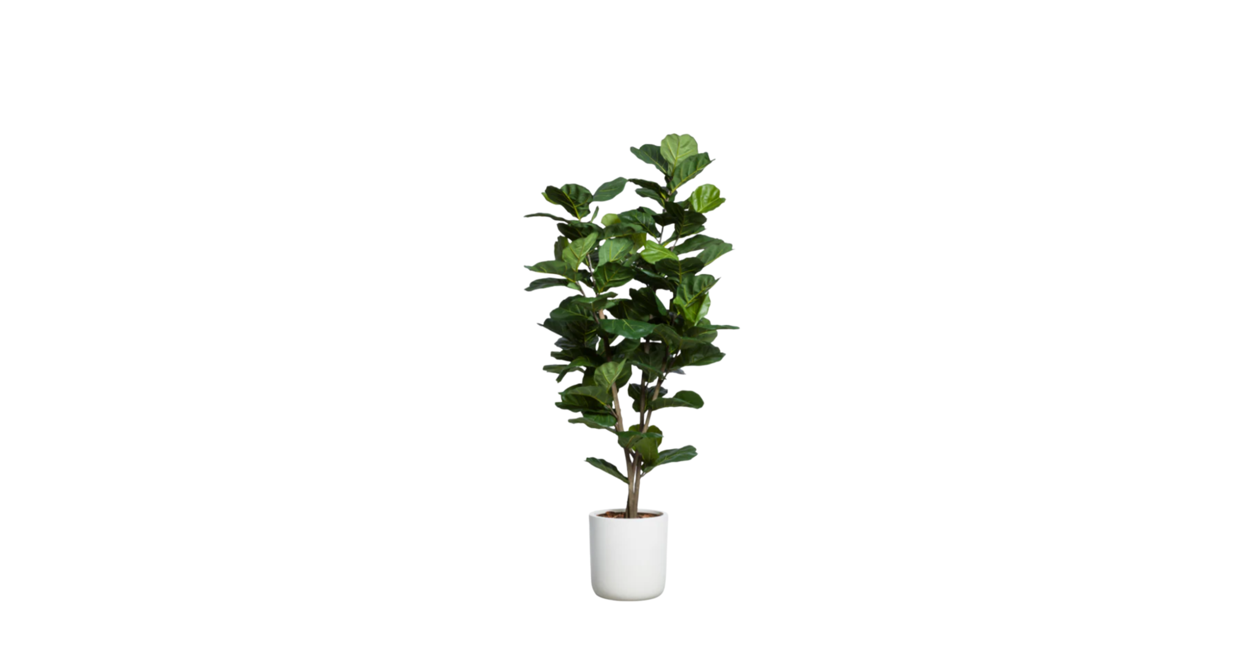 West African Fiddle Fig Tree