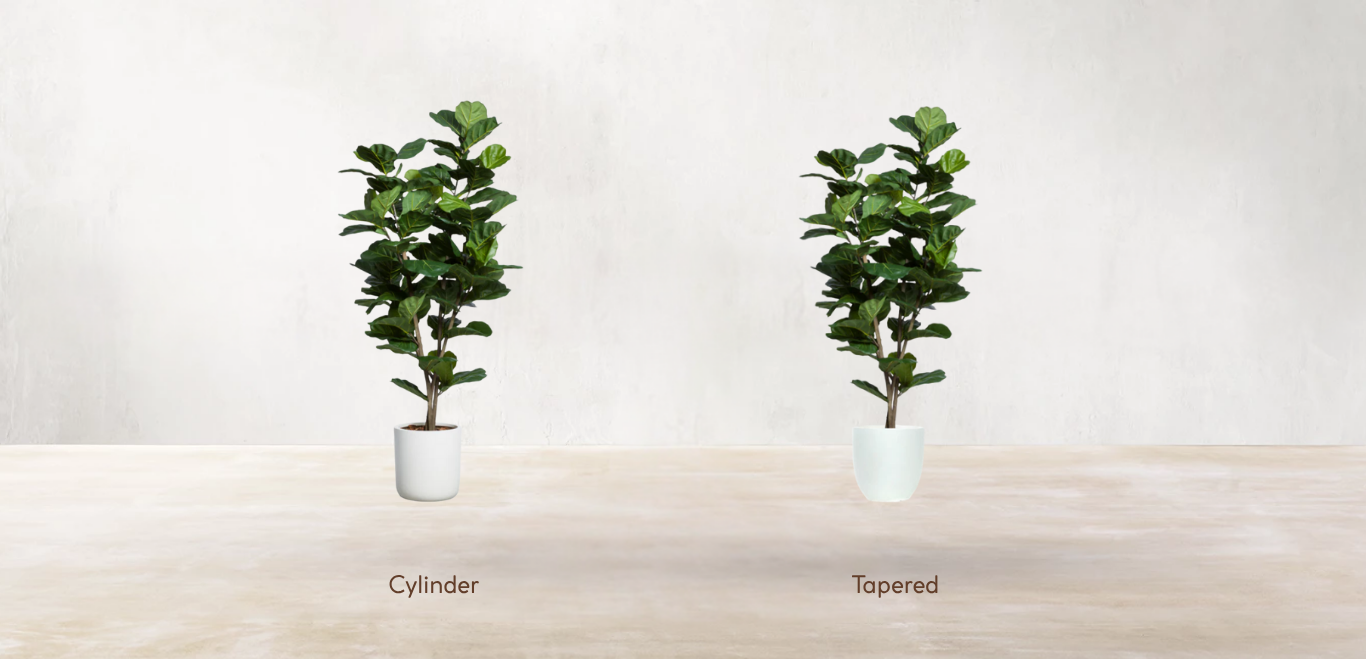 West African Fiddle Fig Tree