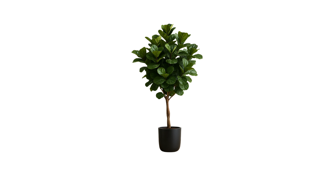 West African Fiddle Fig Tree