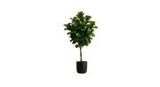 West African Fiddle Fig Tree