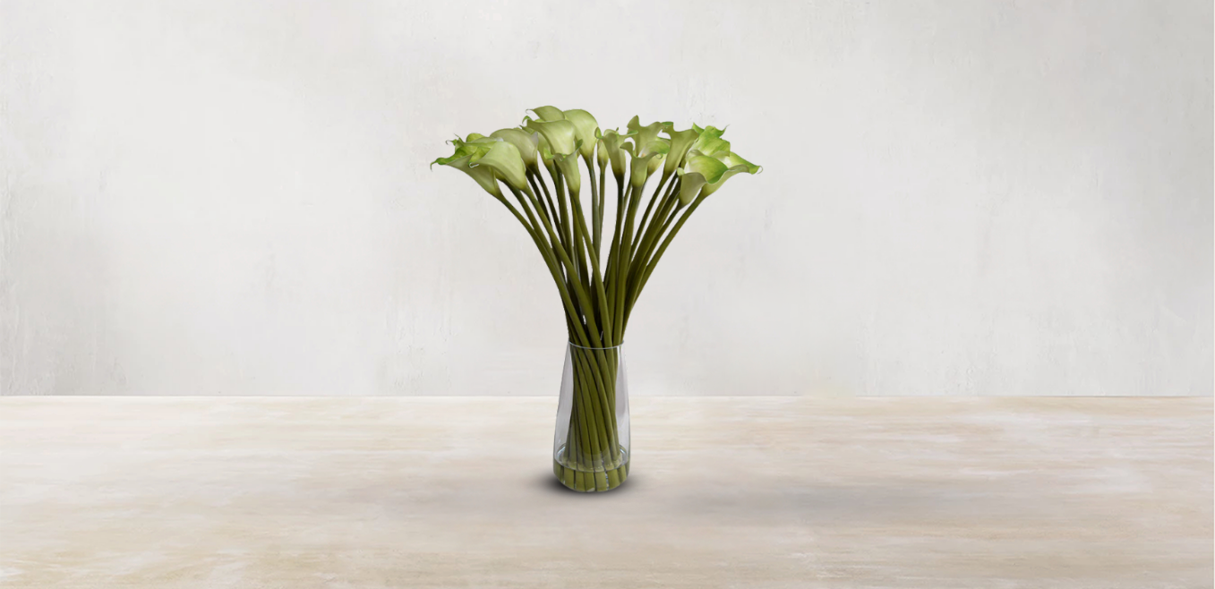 Calla Lily of South Africa