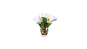 Hibiscus Motifs