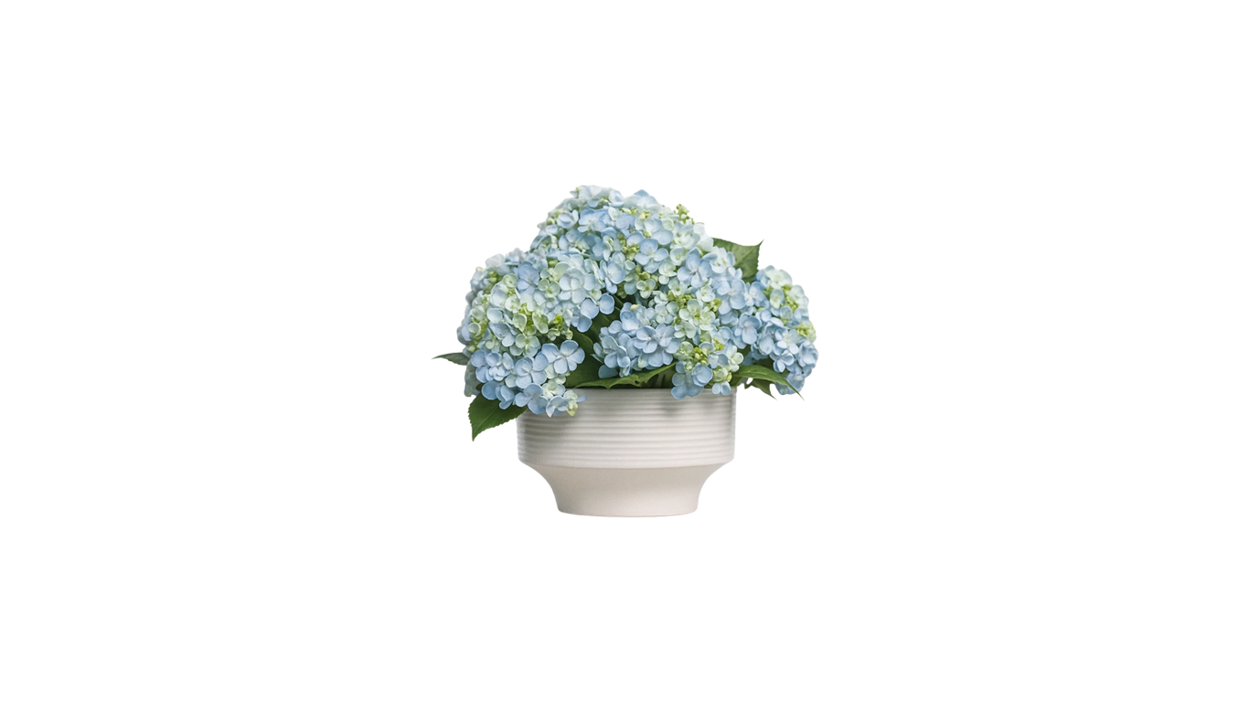 Hydrangeas of Japan