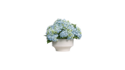 Hydrangeas of Japan