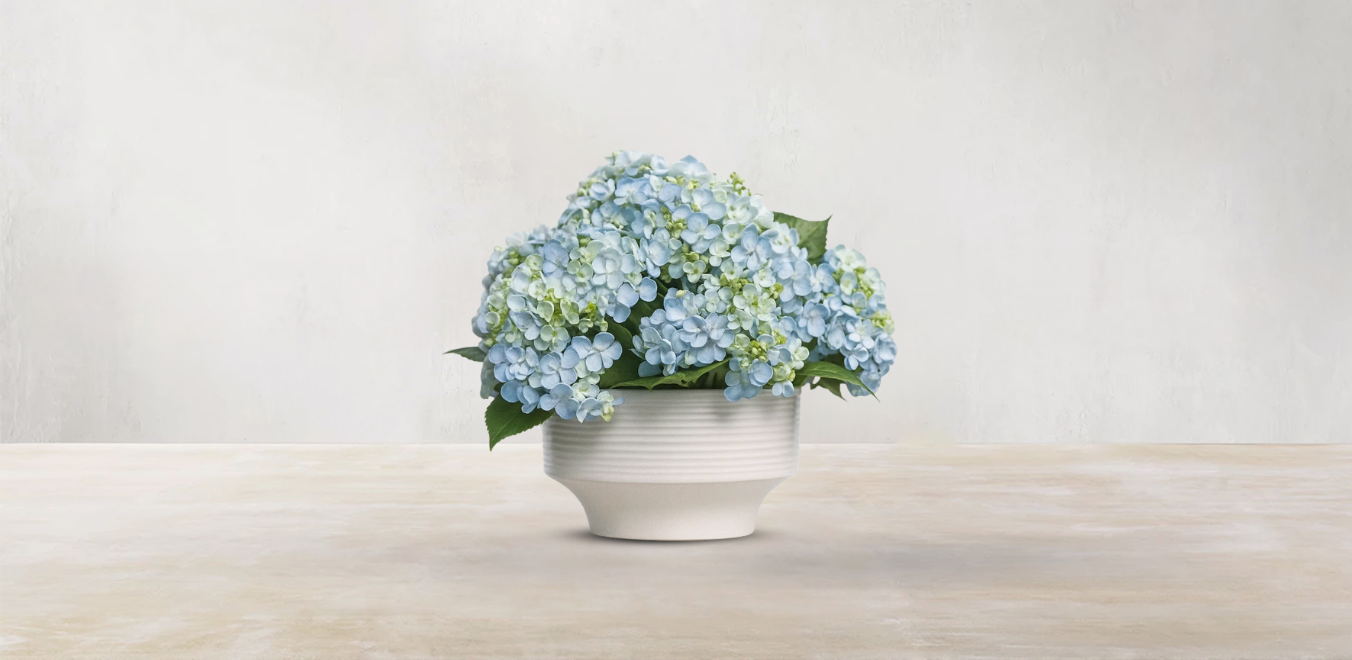 Hydrangeas of Japan