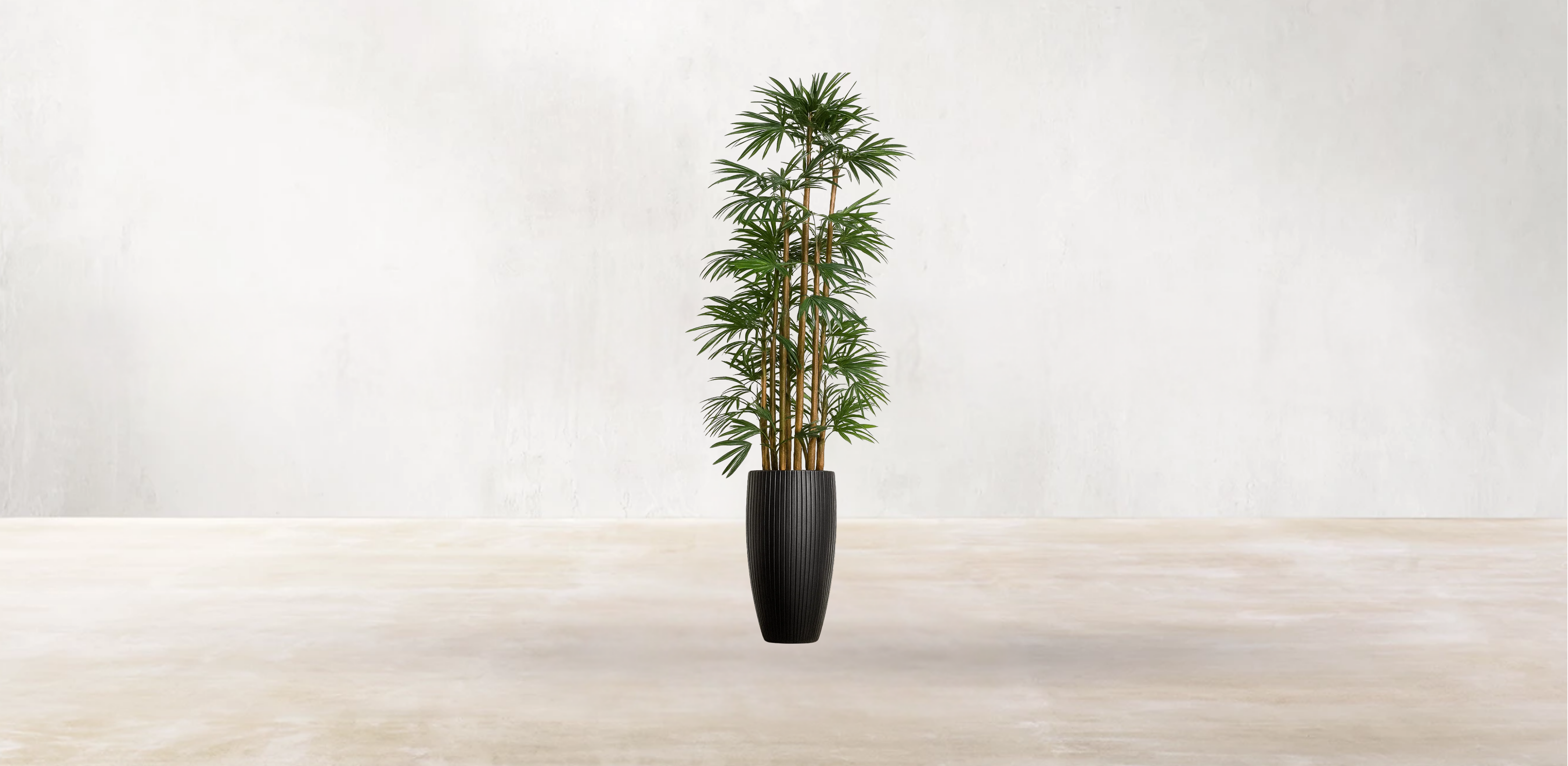 Lady Finger Palm of the Subtropics