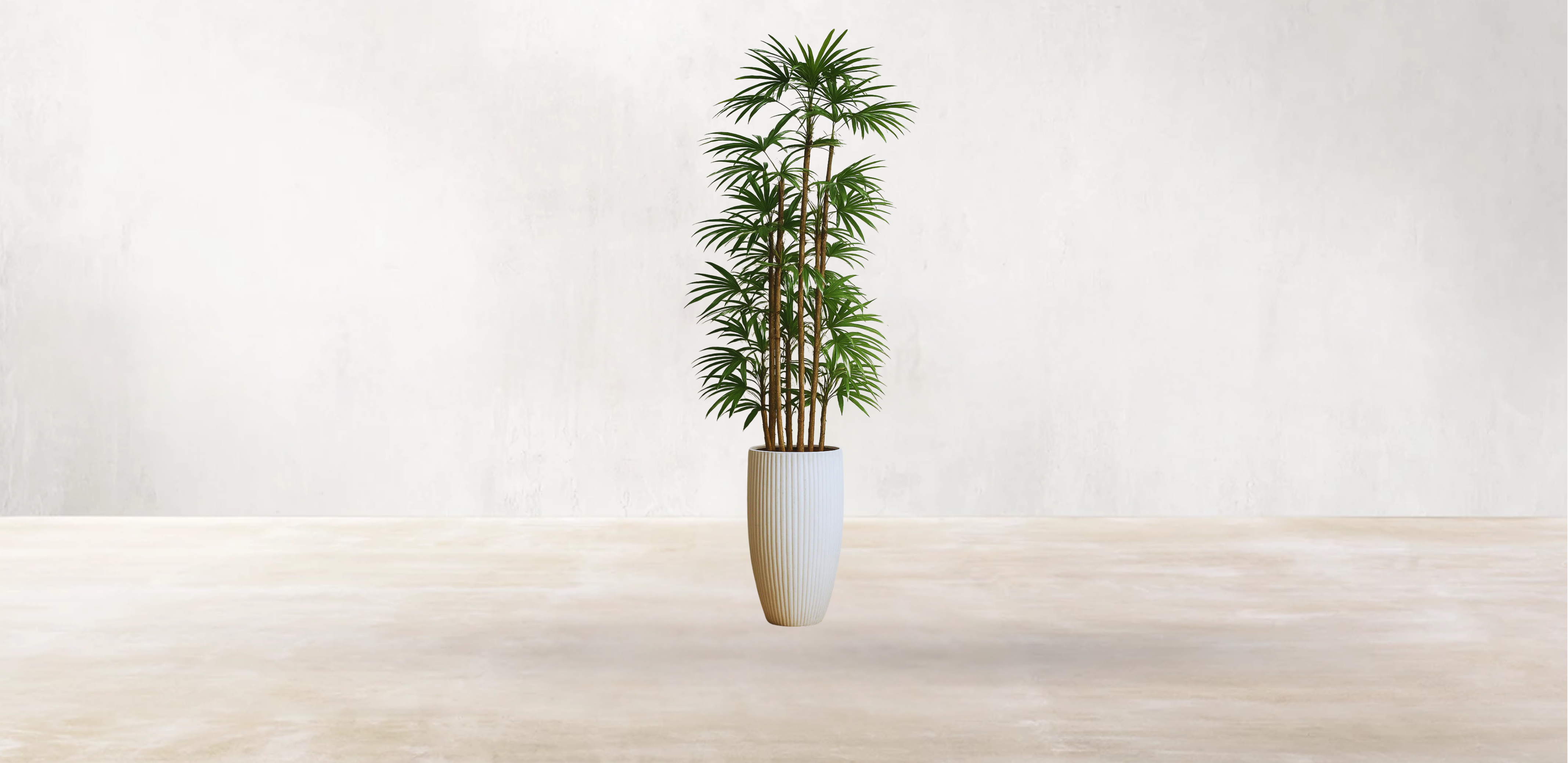 Lady Finger Palm of the Subtropics