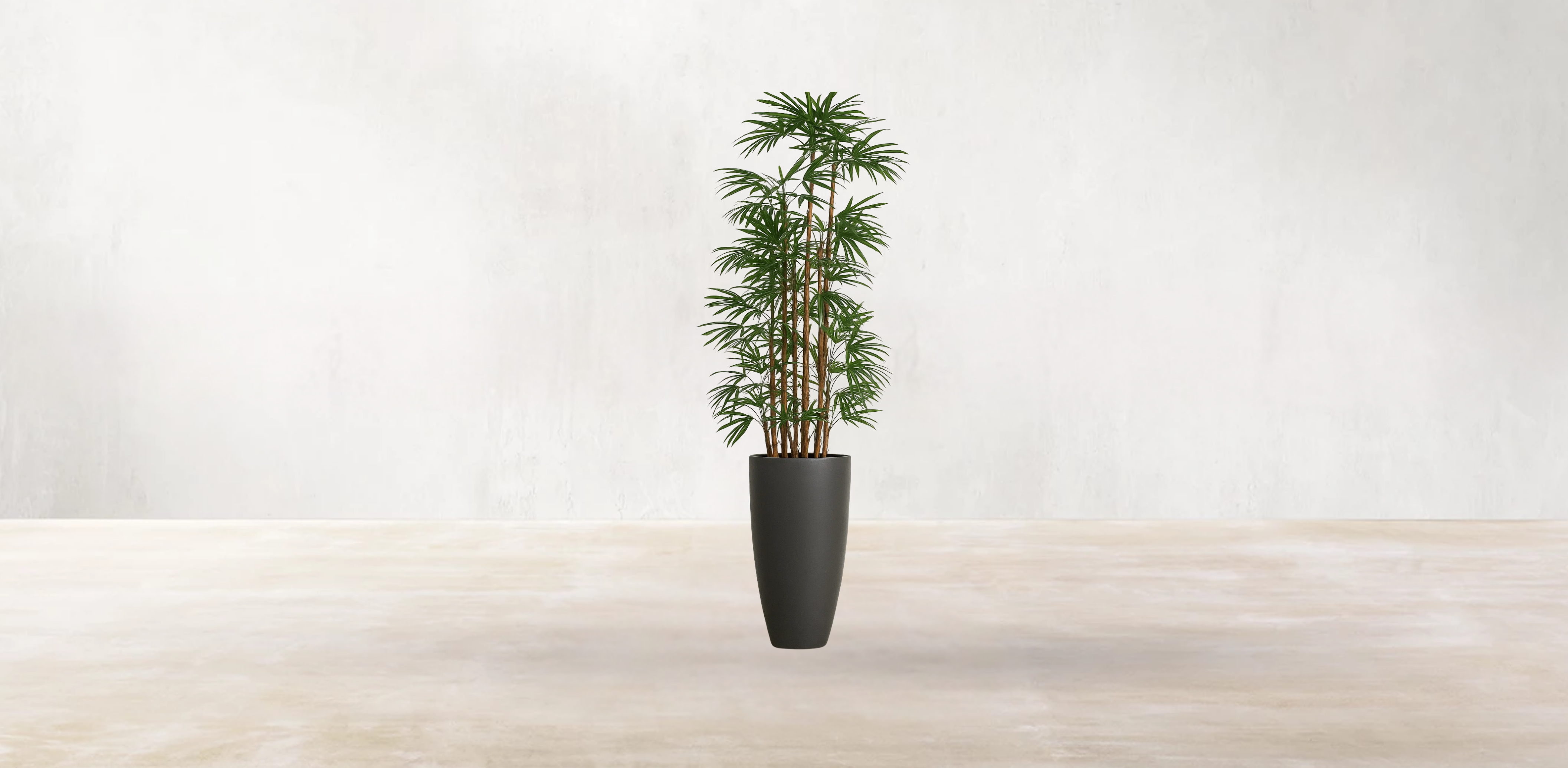 Lady Finger Palm of the Subtropics