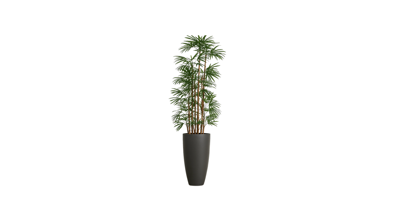 Lady Finger Palm of the Subtropics