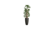 Lady Finger Palm of the Subtropics