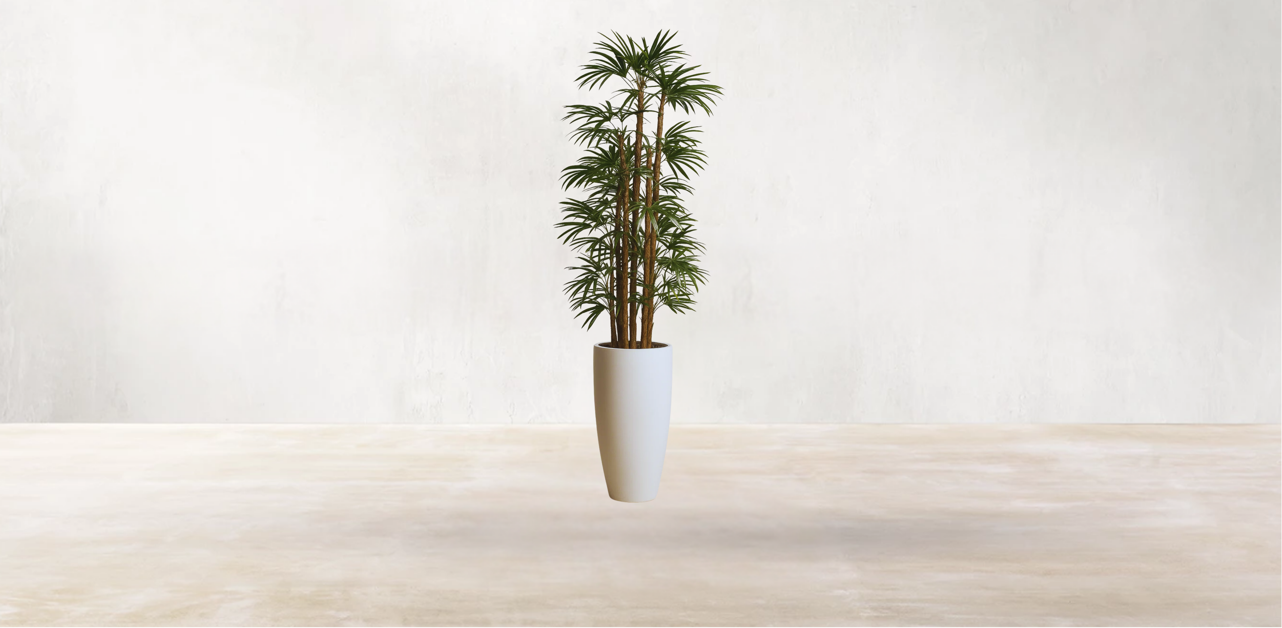 Lady Finger Palm of the Subtropics