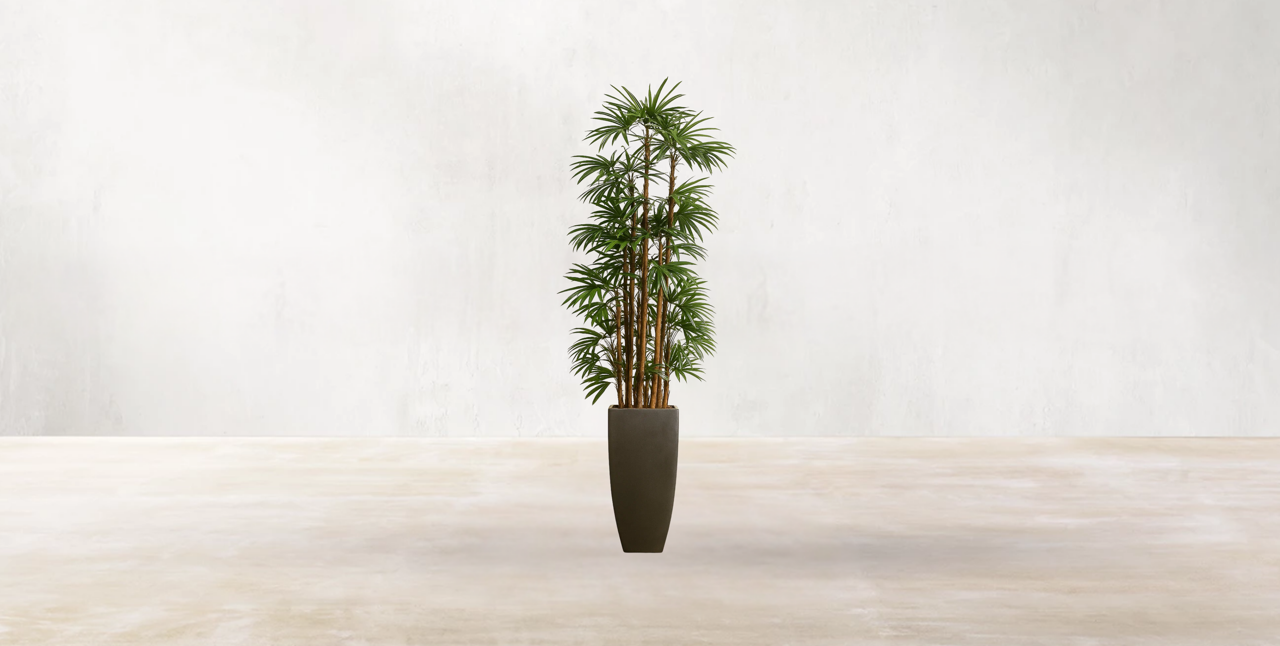 Lady Finger Palm of the Subtropics